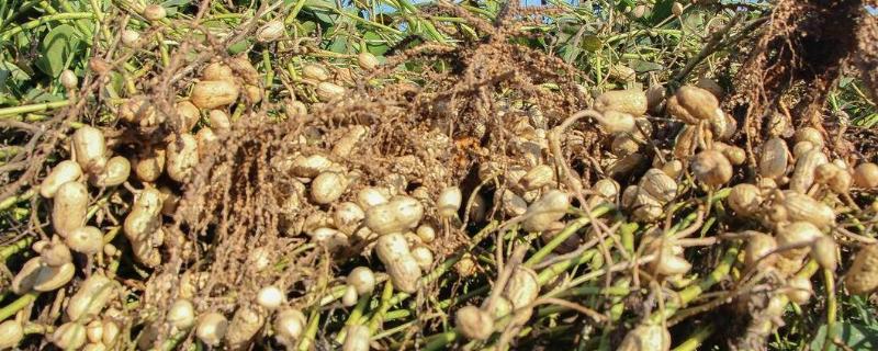 山东的花生主产区，主产于临沂、青岛等地方