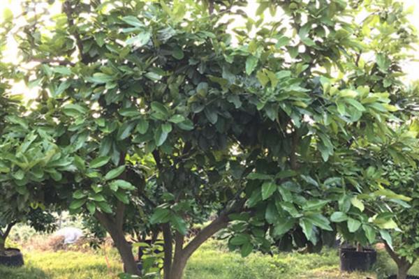 香泡树和香橼树的区别，叶片和果实均不同