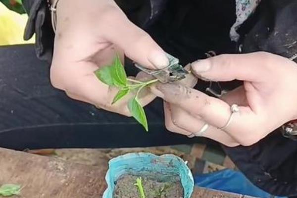 辣椒用什么嫁接可多年生长，用砧木嫁接之后可以实现多年生