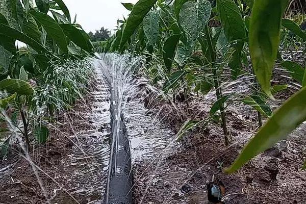 辣椒用什么嫁接可多年生长，用砧木嫁接之后可以实现多年生