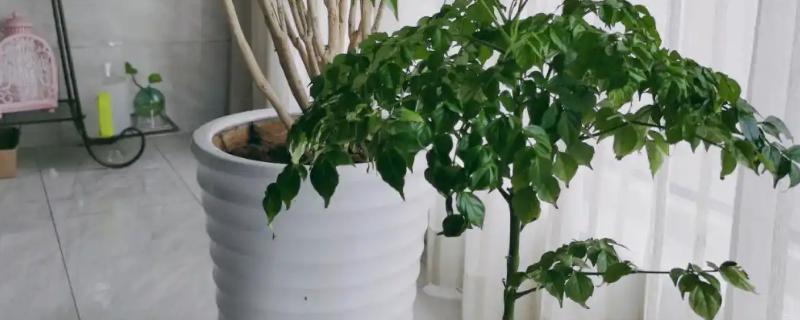 幸福树的叶片为何出现黑斑，通风差、过度浇水、感染病害都会造成