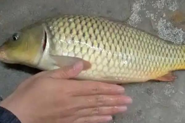 6月钓鲤鱼好不好钓，从大部分情况来看比较好钓