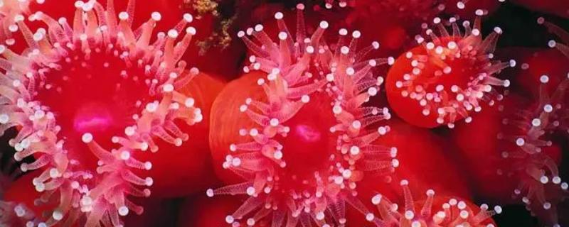 珊瑚虫是什么，是珊瑚纲中多类生物的统称