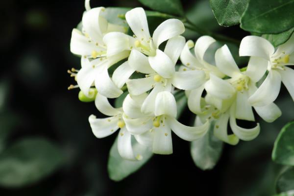 七里香花和海桐花的区别，品种、形态均不同