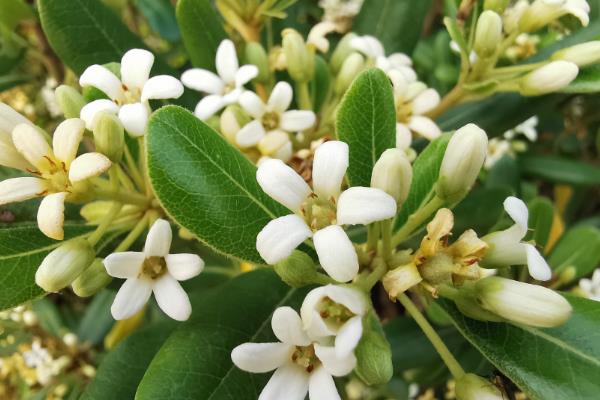 七里香花和海桐花的区别，品种、形态均不同