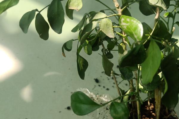 七里香花和海桐花的区别，品种、形态均不同