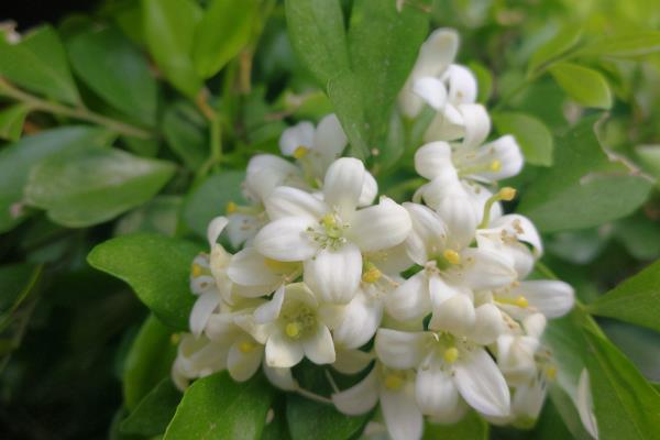七里香花和海桐花的区别，品种、形态均不同
