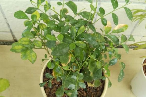七里香花和海桐花的区别，品种、形态均不同