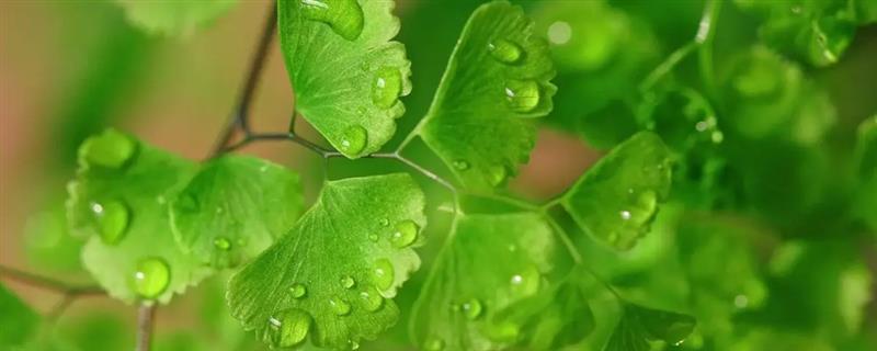 铁线蕨的花语，寓意雅致、生命等