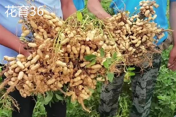 山东的花生主产区，主产于临沂、青岛等地方