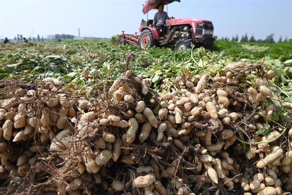 山东的花生主产区，主产于临沂、青岛等地方