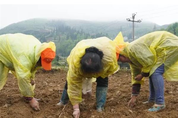 山东的花生主产区，主产于临沂、青岛等地方