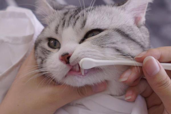 猫咪的口臭如何改善，首先要做好口腔的清洁