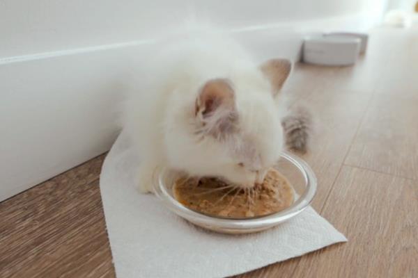 猫咪的口臭如何改善，首先要做好口腔的清洁