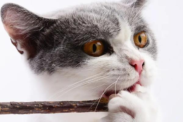 猫咪的口臭如何改善，首先要做好口腔的清洁