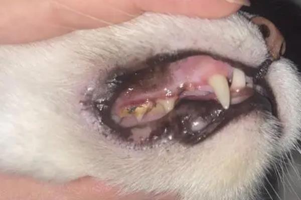 猫咪的口臭如何改善，首先要做好口腔的清洁