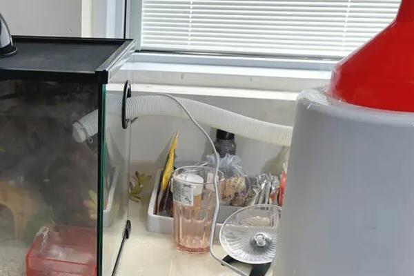 怎么在鱼缸里养大闸蟹，要用氧气泵持续打氧