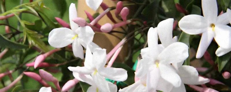 素馨花一年开花多少次，一年开花2-3次