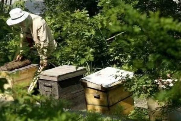 如何引蜂入箱，将撒有蜂蜜水的稻草装入箱中再放到适宜地点