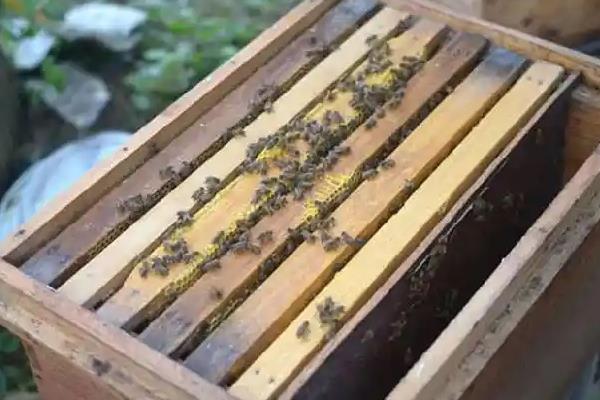如何引蜂入箱，将撒有蜂蜜水的稻草装入箱中再放到适宜地点