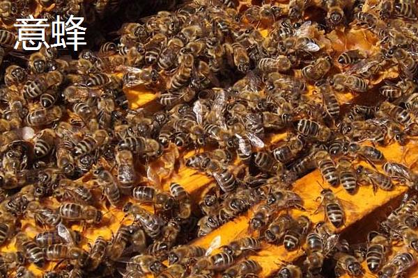 如何引蜂入箱，将撒有蜂蜜水的稻草装入箱中再放到适宜地点