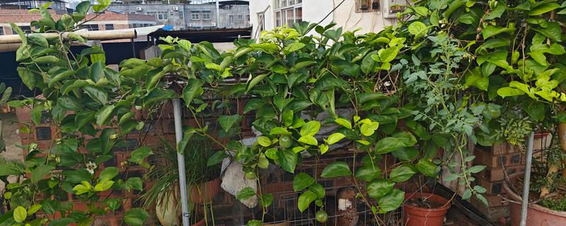 百香果的种植方法，用温水浸种24小时再播种