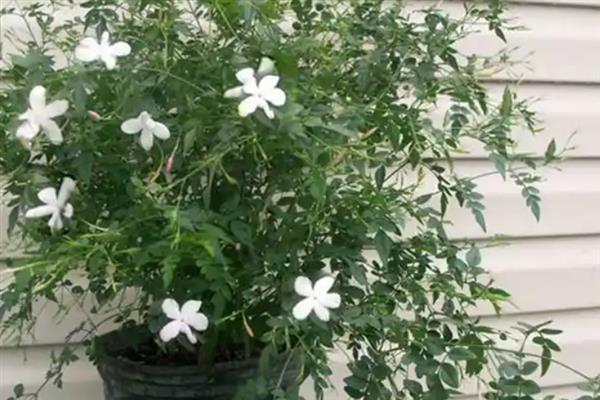 素馨花一年开花多少次，一年开花2-3次