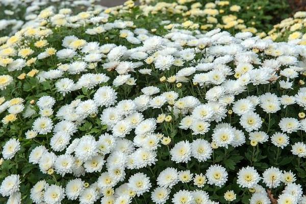 秋天的菊花有哪些，常见的有千头菊、毛华菊等
