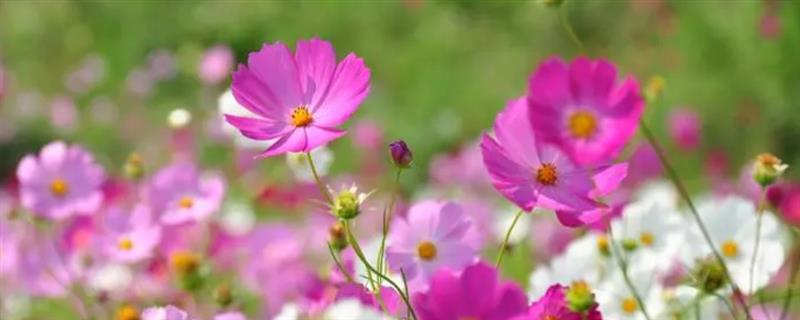 格桑花的花语，寓意幸福、珍惜眼前人等