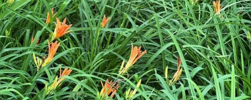 萱草花的养殖方法，按照宁干勿湿的原则提供水分