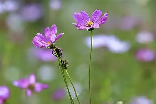 格桑花的花语，寓意幸福、珍惜眼前人等