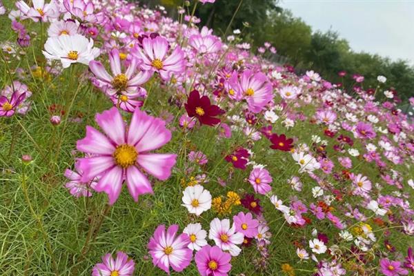 格桑花的花语，寓意幸福、珍惜眼前人等