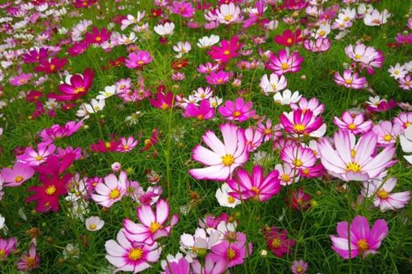 格桑花的花语，寓意幸福、珍惜眼前人等