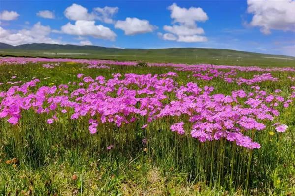 格桑花的花语，寓意幸福、珍惜眼前人等
