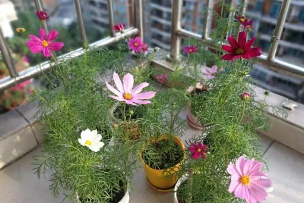 格桑花的花语，寓意幸福、珍惜眼前人等