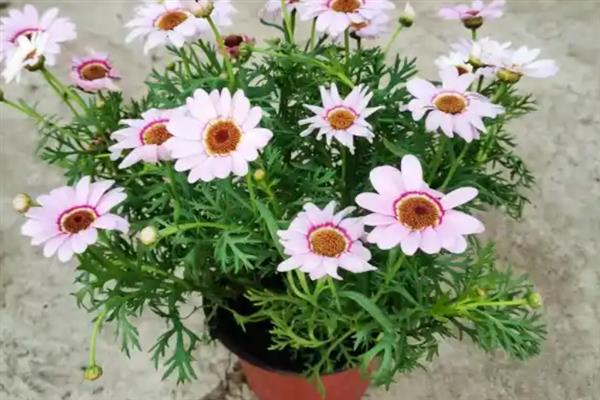 格桑花的花语，寓意幸福、珍惜眼前人等