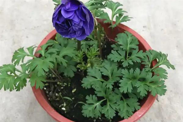 银莲花怎么养，种植前要用水将块根浸泡1-2天