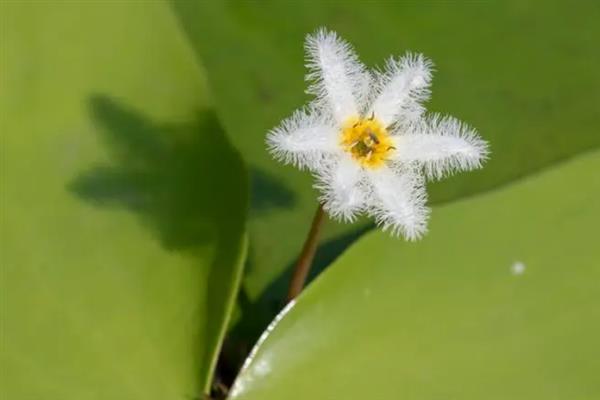 银莲花怎么养，种植前要用水将块根浸泡1-2天