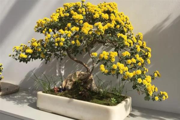 网上买的菊花格外鲜艳的原因，可能是环境的原因