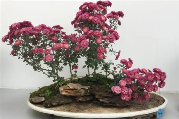 网上买的菊花格外鲜艳的原因，可能是环境的原因