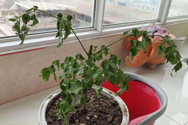 幸福树的叶片为何出现黑斑，通风差、过度浇水、感染病害都会造成