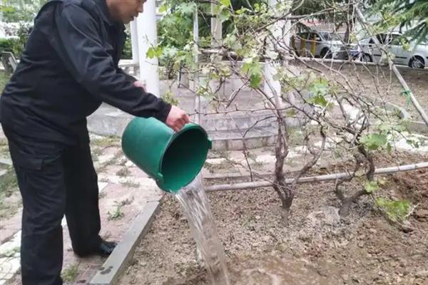 7月葡萄树如何修剪，主要工作为疏剪果粒