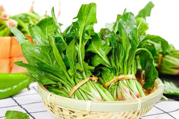 常吃的蔬菜有哪些，常见的有菠菜、胡萝卜等