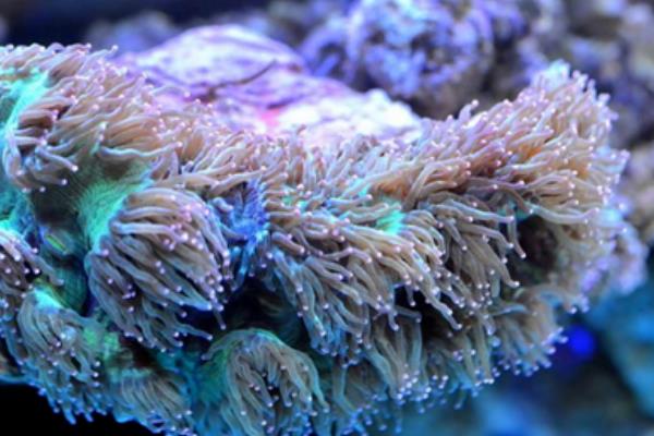 珊瑚虫是什么，是珊瑚纲中多类生物的统称