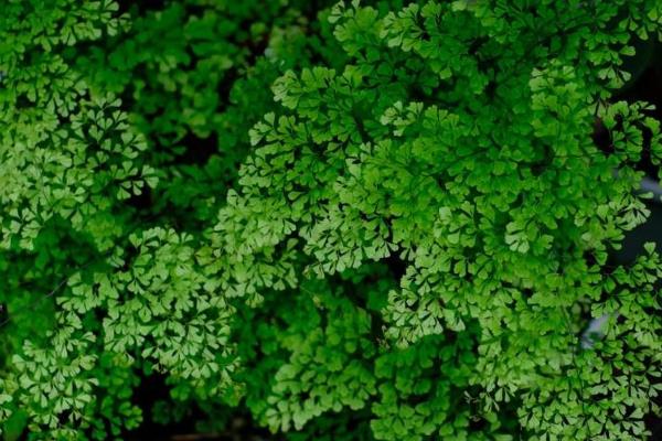 铁线蕨的花语，寓意雅致、生命等