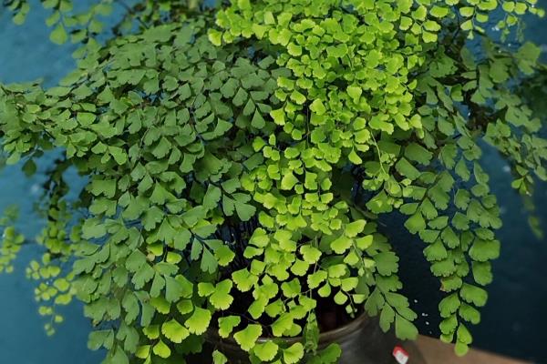 铁线蕨的花语，寓意雅致、生命等