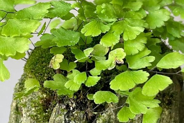铁线蕨的花语，寓意雅致、生命等