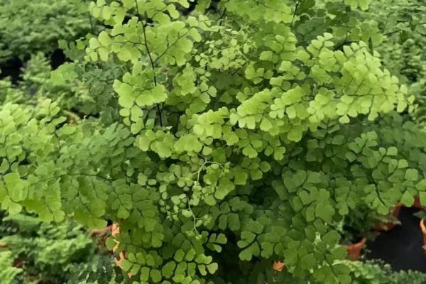 铁线蕨的花语，寓意雅致、生命等
