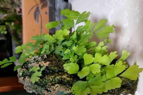 铁线蕨的花语，寓意雅致、生命等