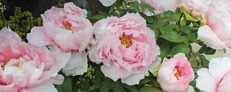 洛阳牡丹节的时间，一般在4月5日-5月5日举办